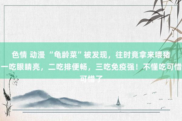 色情 动漫 “龟龄菜”被发现，往时竟拿来喂猪，一吃眼睛亮，二吃排便畅，三吃免疫强！不懂吃可惜了