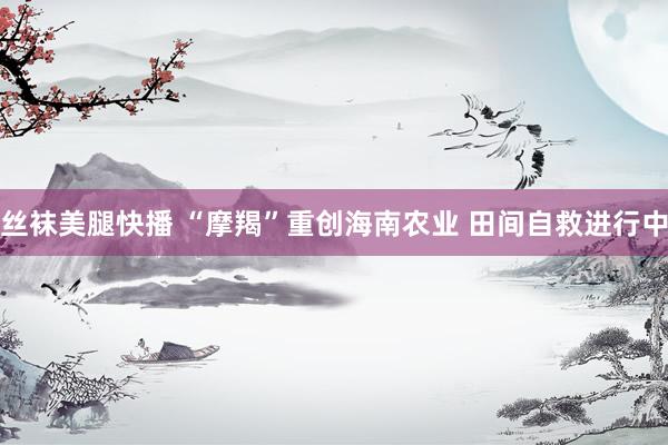 丝袜美腿快播 “摩羯”重创海南农业 田间自救进行中